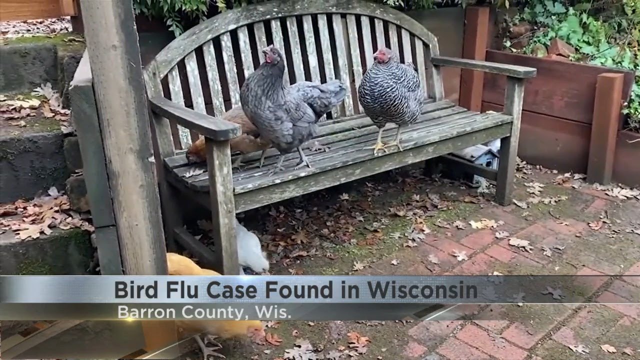 New bird flu case found at poultry farm in Wisconsin - YouTube