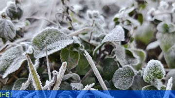 Băng giá, sương muối đến sớm, mùa đông năm nay rét mạnh