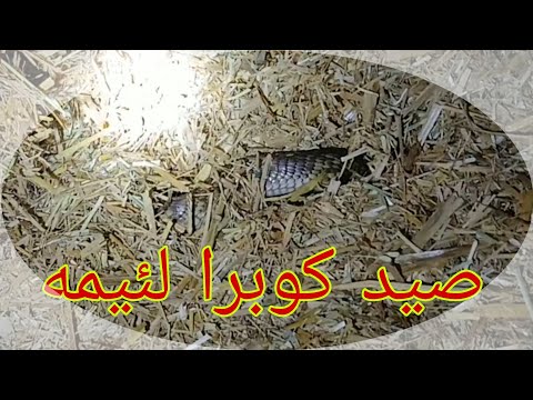 صيد كوبرا من فوق حظيره مواشي 