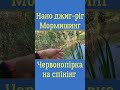 Риболовля в диких хащах! Наноджиг! Мормишинг! Ловля мирної риби спінінгом на силікон #shorts