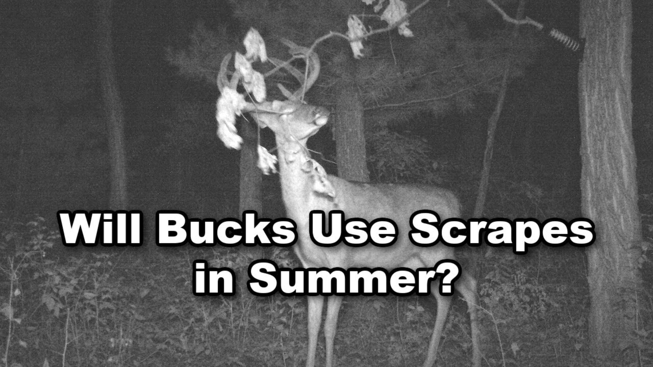 Overhanging Licking Branches & Scrapes for Summer Deer Scouting Strategies?