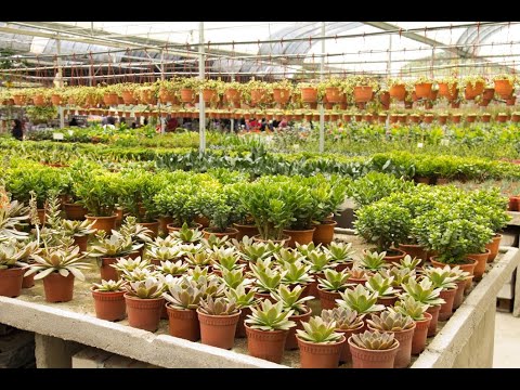 2023 جولة في مشتل لنباتات الزينة والاشجارالمثمرة