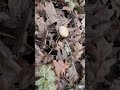 winter fungi finds! #mushroom #fungi #foraging #mycology #pnw #outdoors #nature