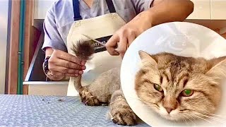 Lion Cut Hairstyle Grooming - Domestic Long-Haired Cat | Pet Grooming TV by Pet Grooming TV 180 views 7 months ago 10 minutes, 50 seconds