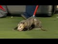 Possum gets escorted out of the stadium at Texas Tech-TCU game