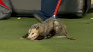 Possum gets escorted out of the stadium at Texas Tech-TCU game