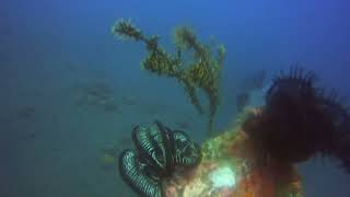 ghost pipefish amed