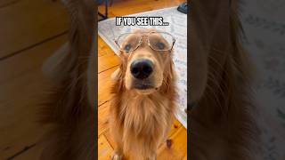 What Did Dog The Say?