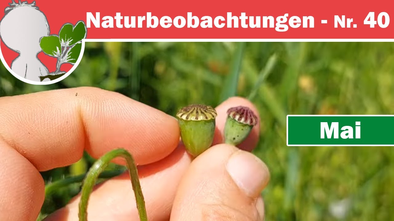 Naturbeobachtungen 40 - Mohn (und sein Gravitropismus), Labkraut & Halb-&Vollschmarotzer