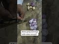 ASMR bawang merah bawang putih ..mana yg lebih adem maak?