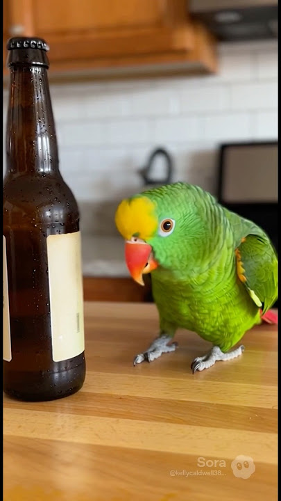 Bird wants a beer parrot wants a beer, not getting one #talkingparrot#shorts #viral#comedy