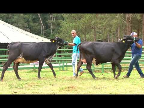 LOTE 23   3685BC  3681BC   FAZENDA VILAREJO   LEILÃO ALIANÇA GENÉTICA