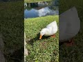 Is this ducks 🦆 is beautiful?🤩