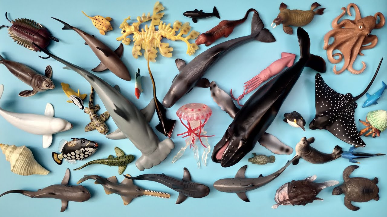 Hewan Laut Hiu Martil, Ikan Pemicu Badut, Gurita, Penyu, Kelomang, Anglerfish, Paus Orca, Beluga