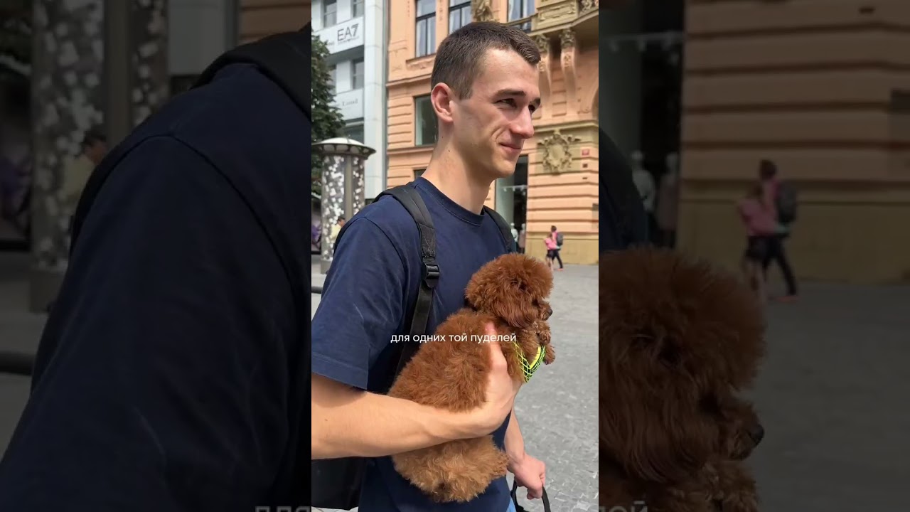 Для покупки щенка напишите в WhatsApp: +420 777 345 055 