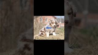Australian Shepherd.🎀￼