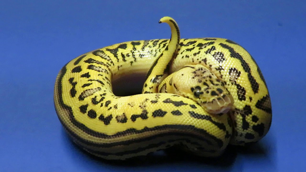 how to breed fish in sims 4 Brian Gundy Shares Amazing 2019 Female Pastel Leopard Clown Poss Het Pied