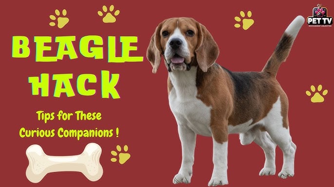 How to Care for a Beagle Dog: Essential Tips for Happy Pets