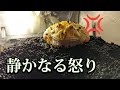 #1　【主とツノガエル】不満は態度で示します。