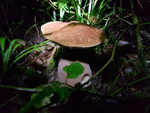 ГРИБЫ СОБИРАЕМ НОЧЬЮ - 2 . массовый сбор гриба ночью. белый гриб светится в темноте