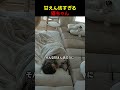 甘えん坊すぎる猫の対処法
