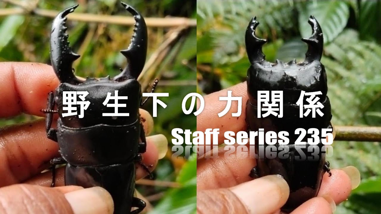 野生下の力関係/Staff series 235