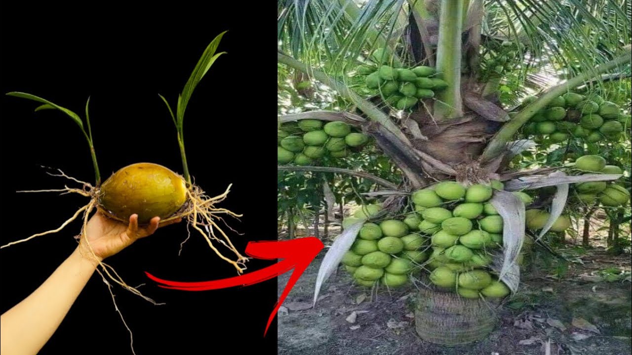 How to grow coconut, just take it easy to growing with using combine with body of coconut YouTube
