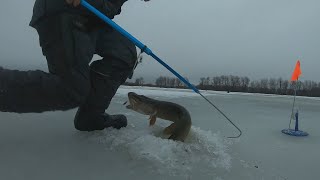 Васильсурск. Ловля щуки. Жерлицы и безмотылка. Рыбалка сезона 22-23