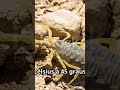 Escorpião da cauda gorda #curiosidades #desertoextremo