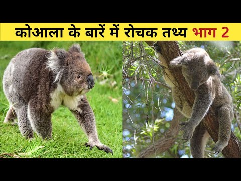 वीडियो: कोअला भालू क्यों खाते हैं?