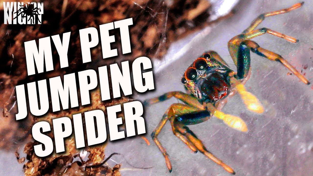 Jumping Spider Feeds!