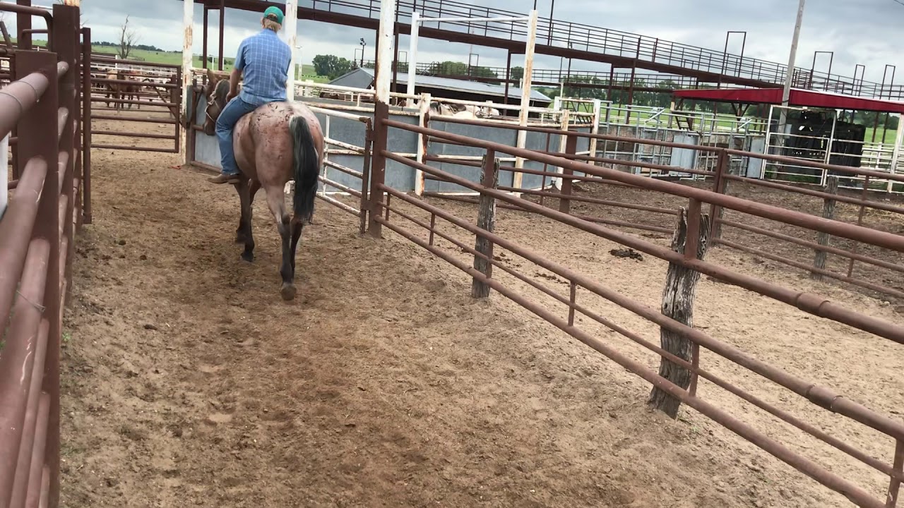 Kansas kill pen YouTube