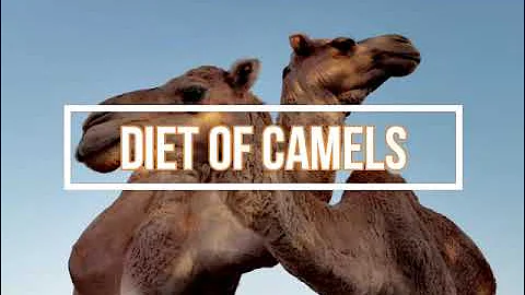 Different Types of Camels