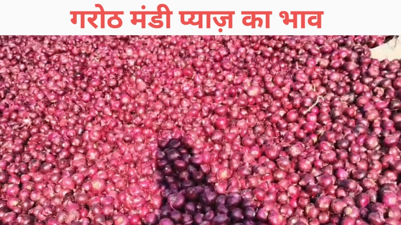 Garoth Garoth mandi pyaj bhav || गरोठ कृषि उपज मंडी प्याज़ का भाव || Pyaj bhav ...