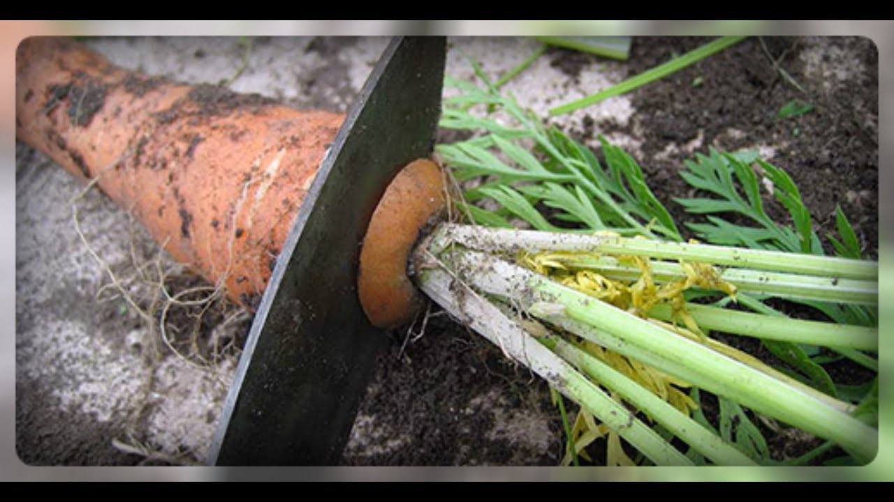Как правильно убирать морковь???