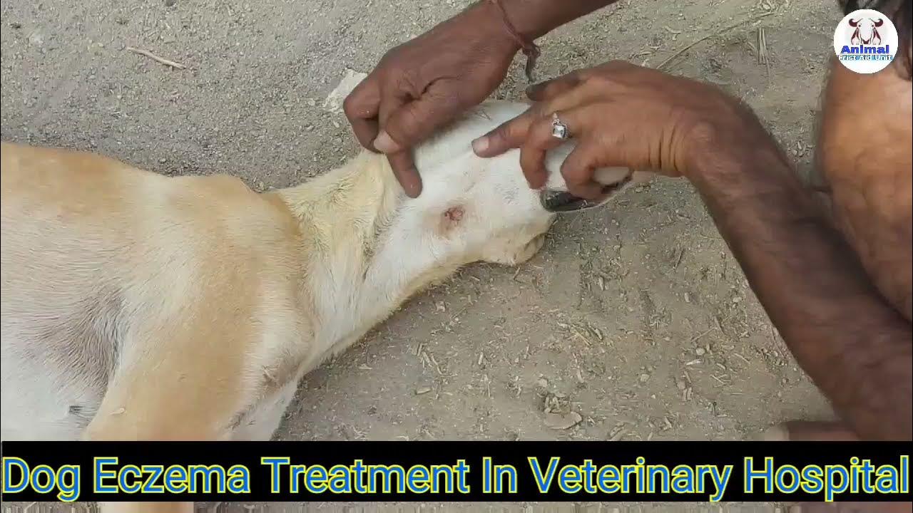 Dog Eczema Treatment। Village Desi Dog It's Amazing YouTube