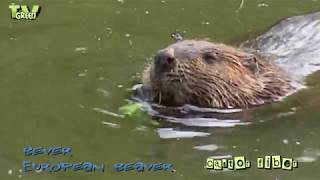 Wild Peers Beaver Tricks