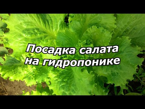 Выращивание салата в домашних условиях на гидропонике