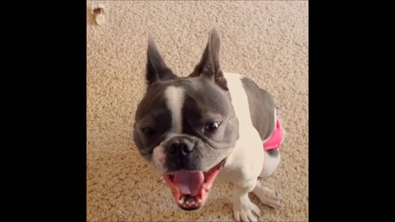 wheelchair sign French Bulldog Takes the World by Storm!