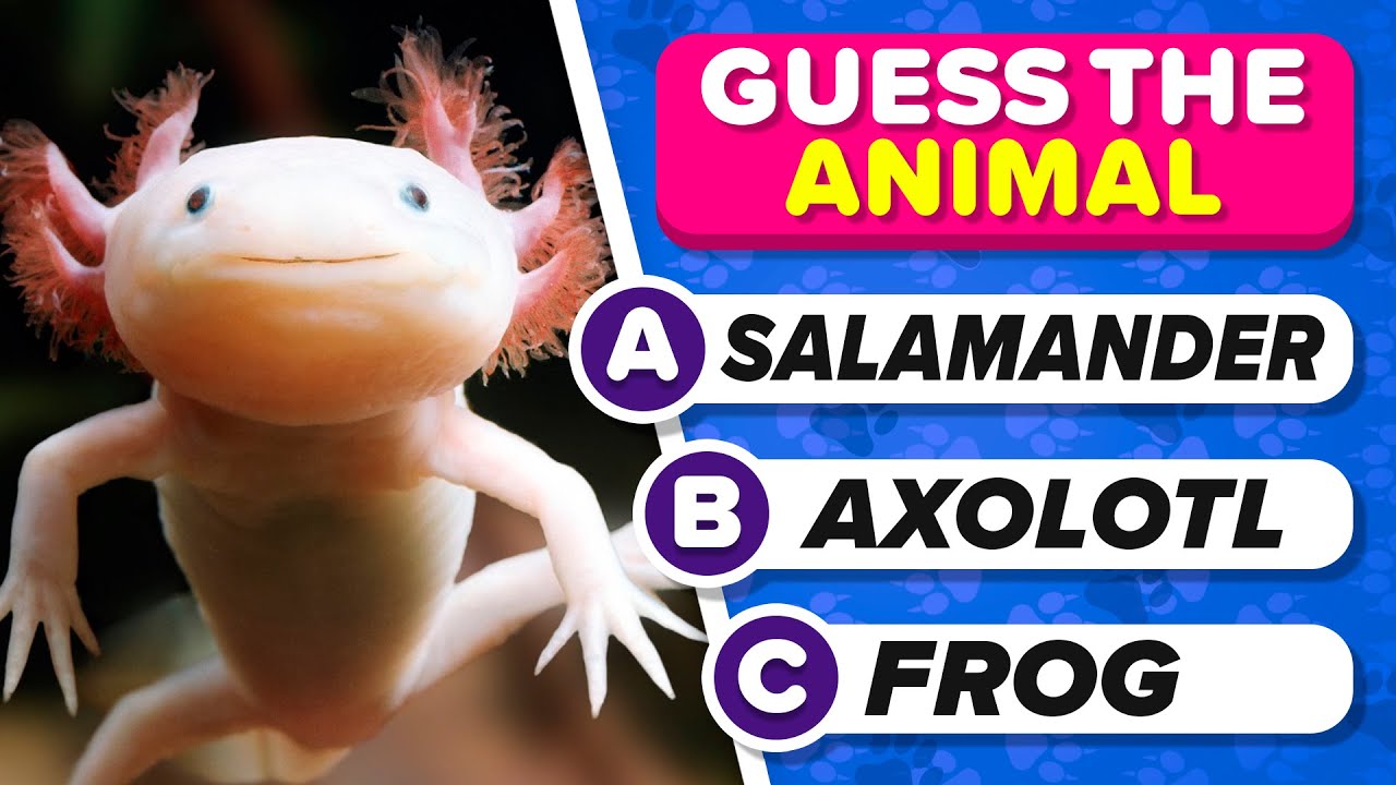 ⁣Guess The Animal 🦁🐢 Easy, Medium, Hard & Impossible 🤯