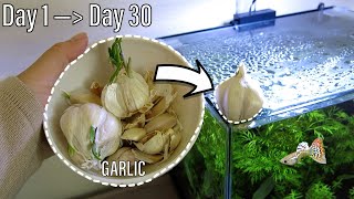 Garlic Aquarium Day 1  Day 30