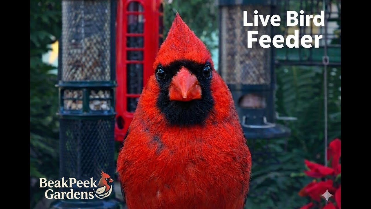 🔴 Live Bird Feeder Cam, Cardinals, Blue Jays, Song  Birds & Doves