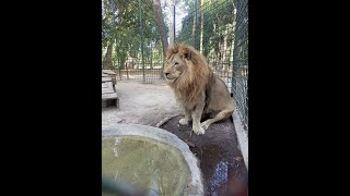 Полная версия ролика: Львица Фиона, леопард Ева и лев Симба отдыхают, а лев Шираз смотрит и мечтает.