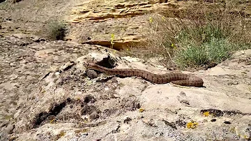 Змея Гюрза (Macrovipera lebetina obtusa). Дагестан