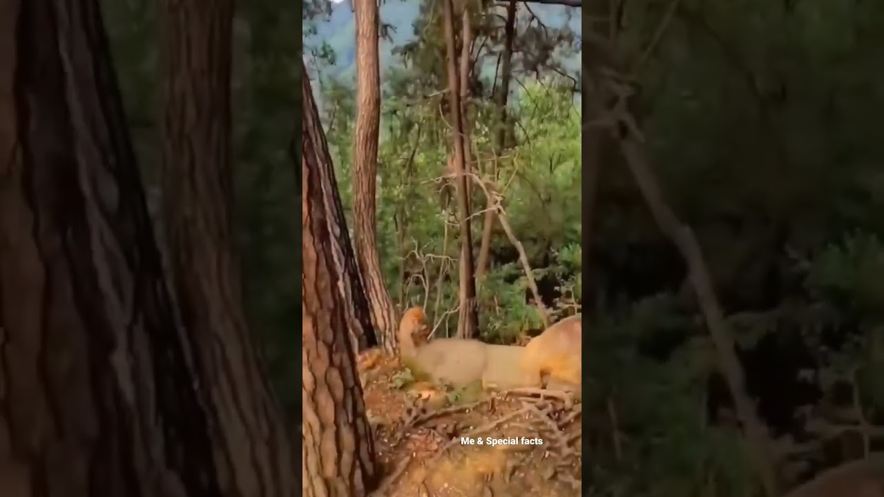 Baby Monkey  Fell down from tree।। 