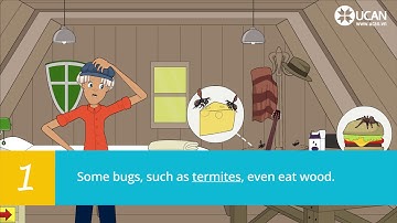 Learn English Via Listening   Beginner  Lesson 47  Bugs   YouTube 720p