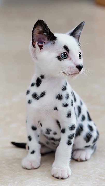 Mischievous Kitty in Action!'