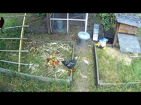 Time lapse of backyard chickens.