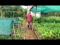 A Bamboo Plantation in Progress