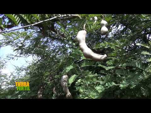 TIERRA FÉRTIL TV-MANEJO Y VALOR AGREGADO EN EL TAMARINDO (15.02.20)